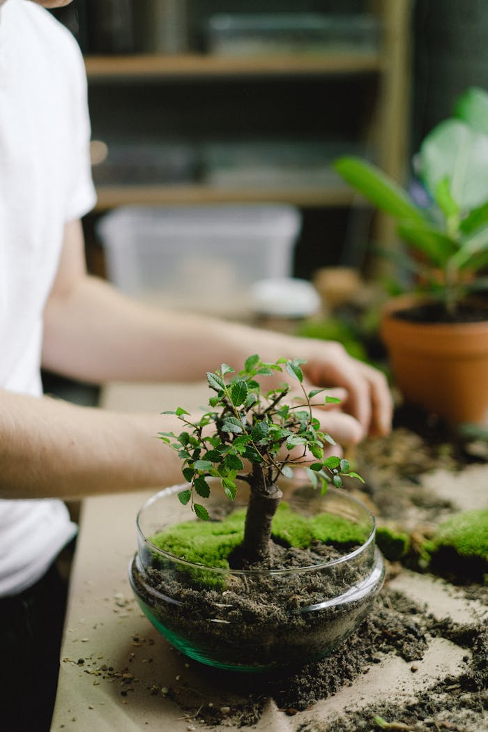 Person tending to a bonsai tree in a glass bowl, surrounded by gardening materials indoors.